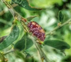 Cryptocephalus irroratus