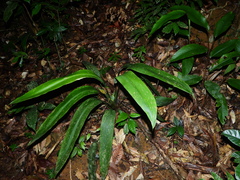 Spathanthus unilateralis