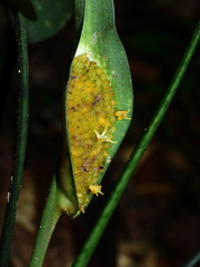 Spathanthus unilateralis