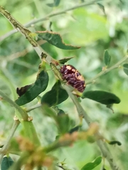 Cryptocephalus irroratus