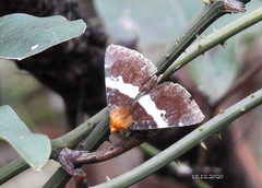 Buzara latizona