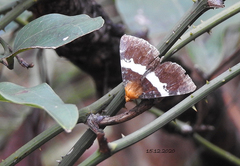 Buzara latizona