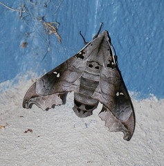 Madoryx oiclus