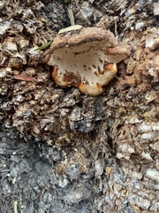 Ganoderma