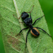 Christophe's Carpenter Ant - Photo (c) Franklin Howley-Dumit Serulle, some rights reserved (CC BY-NC), uploaded by Franklin Howley-Dumit Serulle
