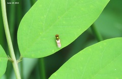 Microchrysa flaviventris
