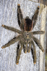 Avicularia variegata