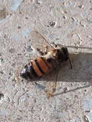Apis mellifera
