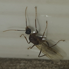 Camponotus