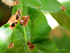 Nihonhimea tesselata