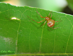 Nihonhimea tesselata