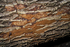 Biscogniauxia atropunctata