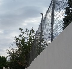 Streptopelia decaocto