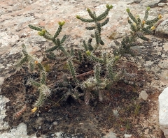 Tree Cholla (Cylindropuntia imbricata)