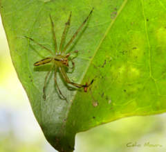 Lyssomanes bitaeniatus