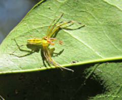 Lyssomanes bitaeniatus