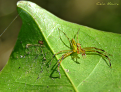 Lyssomanes bitaeniatus