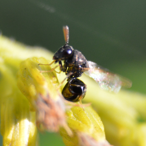 Perilampidae