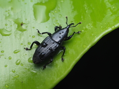 Odoiporus longicollis