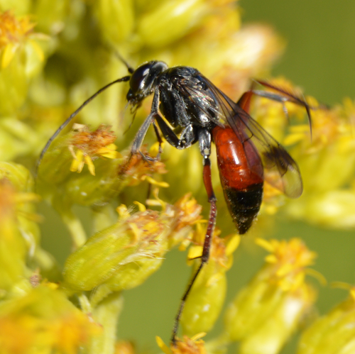 Caliadurgus fasciatellus photo 2