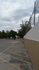 Streptopelia decaocto