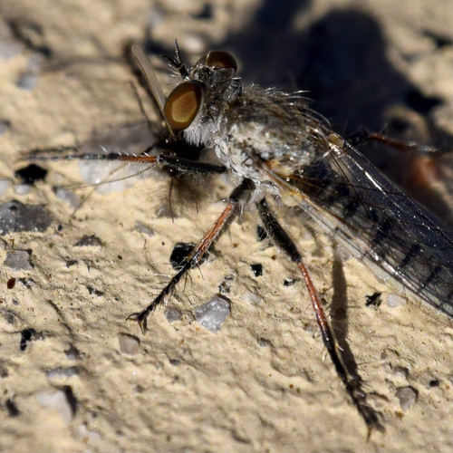 Cophura getzendaneri