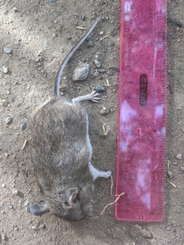 Gambel's Deer Mouse