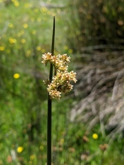 Juncus astreptus