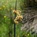 Juncus astreptus - Photo (c) Nick Fitzgerald, some rights reserved (CC BY-NC), uploaded by Nick Fitzgerald