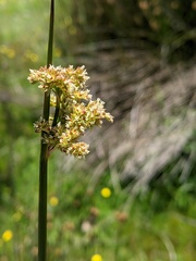 Juncus astreptus