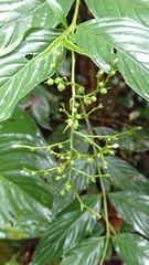 Bertiera