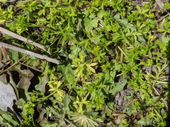 Ranunculus sessiliflorus