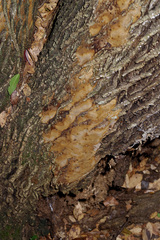 Biscogniauxia atropunctata