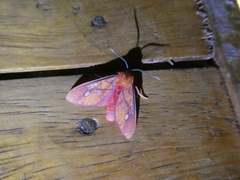 Ernassa sanguinolenta