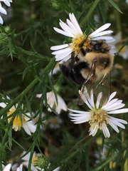 Bombus impatiens