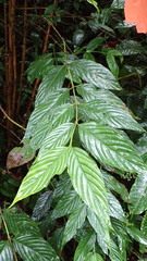 Bertiera