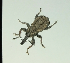 Curculionidae