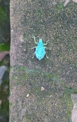 Ericydeus