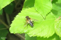 Helophilus eristaloidea