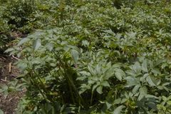 Angelica nelsonii
