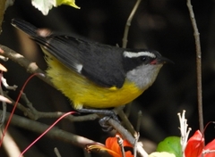 Coereba flaveola