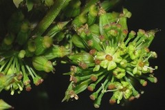 Angelica nelsonii