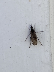 Sylvicola alternatus