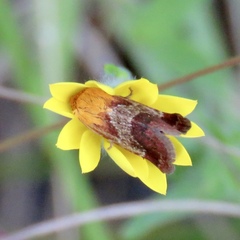 Schinia varix