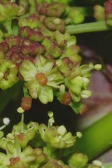 Angelica nelsonii