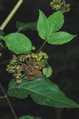Angelica nelsonii
