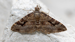 Epyaxa subidaria