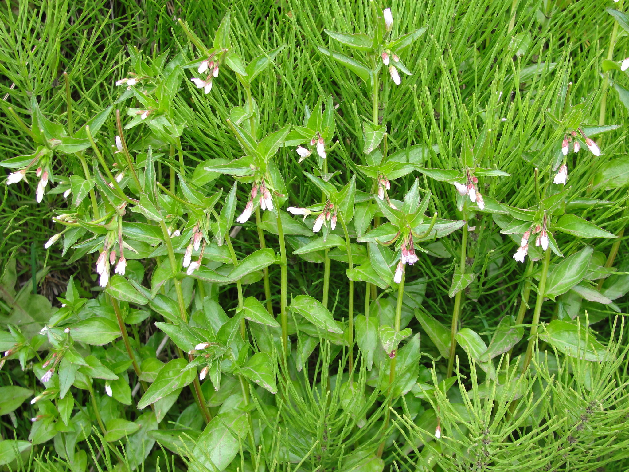 Epilobium lactiflorum