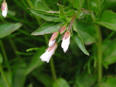 Epilobium lactiflorum