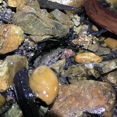 Crinia parinsignifera